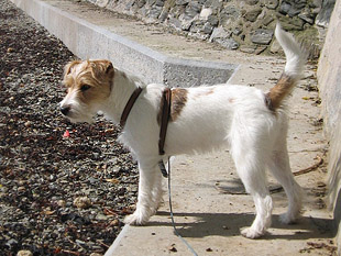 Lilly Parson Russell Terrier Rednock