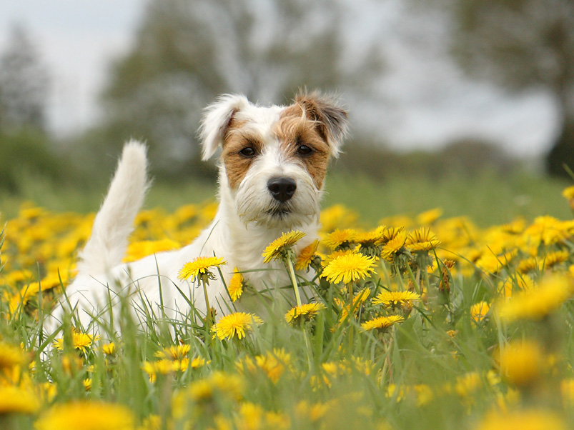 Hund Portrait süss Blumen Löwenzahn Sommerwiese Parson Russell Terrier Chilli