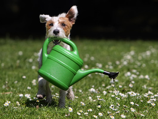 Rednock Big Crumb Parson Russell Terrier Chilli Foto Fotos Bilder