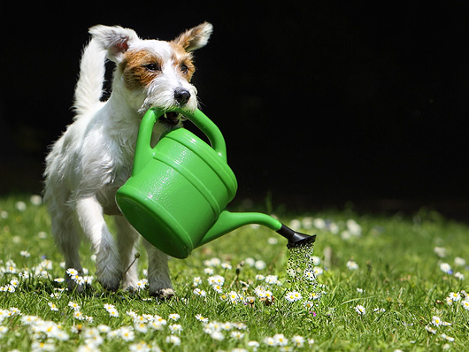 Hund apportieren tragen Gieskanne blumen giessen Wasser Terrier Chilli Rednock