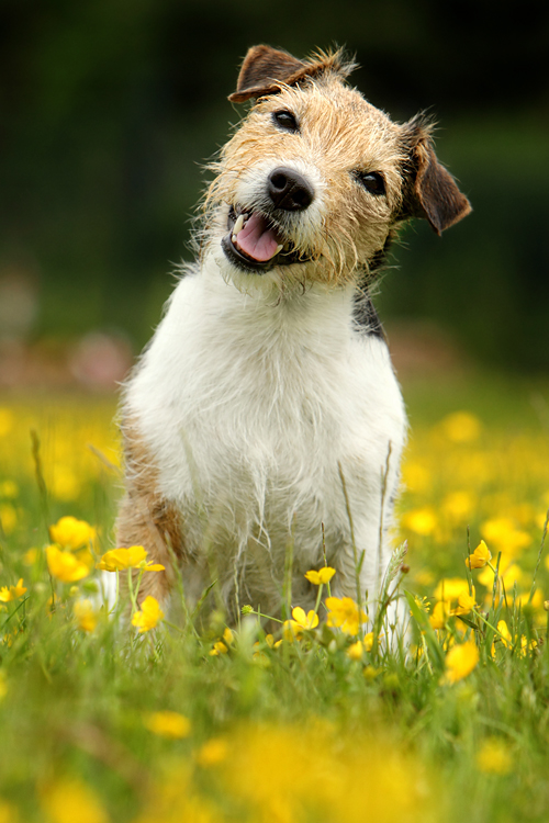Parson Jack Russell Terrier Portrait Blumen Wiese nett
