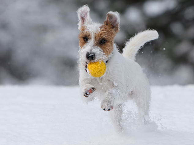Hund Schnee spielen Ball Chilli Terrier Parson Russell