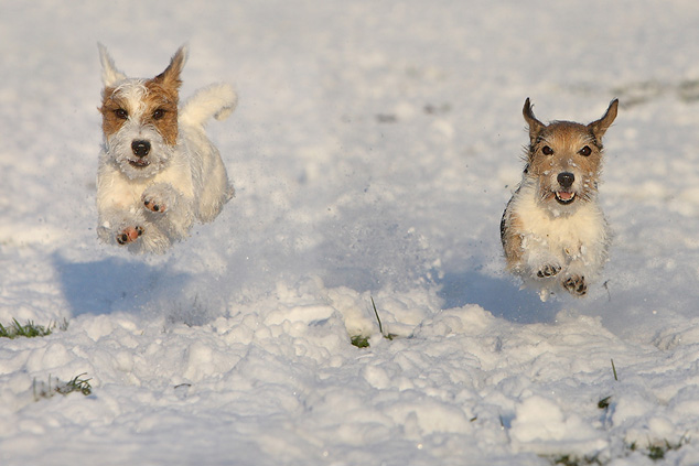 Chilli Maja Parson Russell Terrier Schnee rennen Spaß