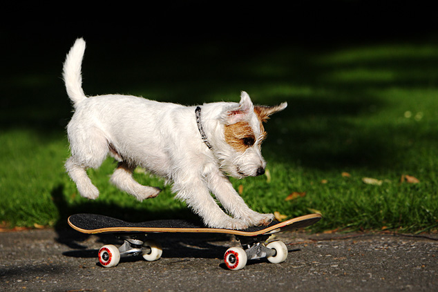 Hund Terrier Skateboard fahren springen skaten Chilli