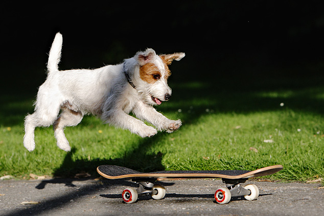Hund Terrier Chilli Skateboard fahren skaten