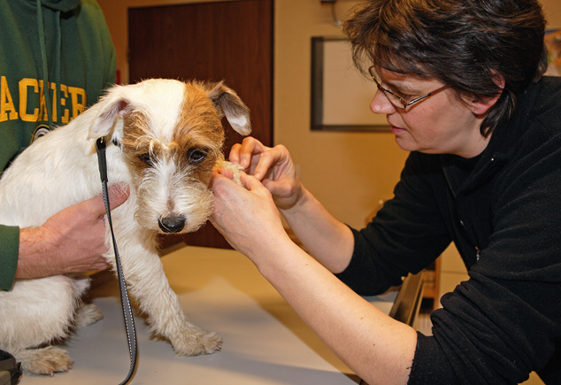 Hund Terrier Tierarzt Behandlung Pfote Chilli Marquardt