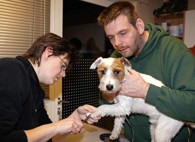 Hund Tierarzt Heike Marquardt Gescher Chilli Terrier Parson Rednock