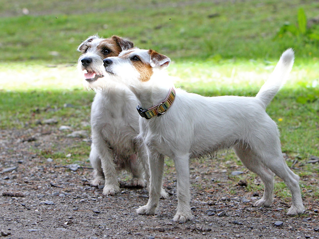 Rednock Big Crumb Chilli Parson Russell Terrier Rüde