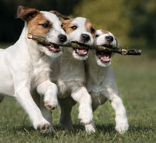 Rednock Terrier Welpen spielen gemeinsam
