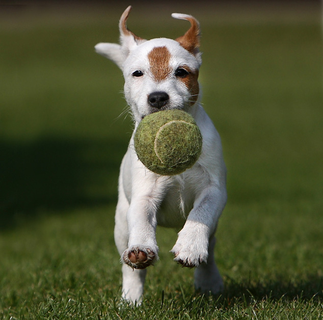 Rednock Parson Russell Terrier Jack Russell Terrier Welpe