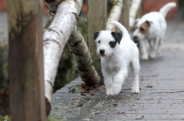 Parson Russell Terrier Welpe vom Räuberschlag Chilli Chillis Blog Block