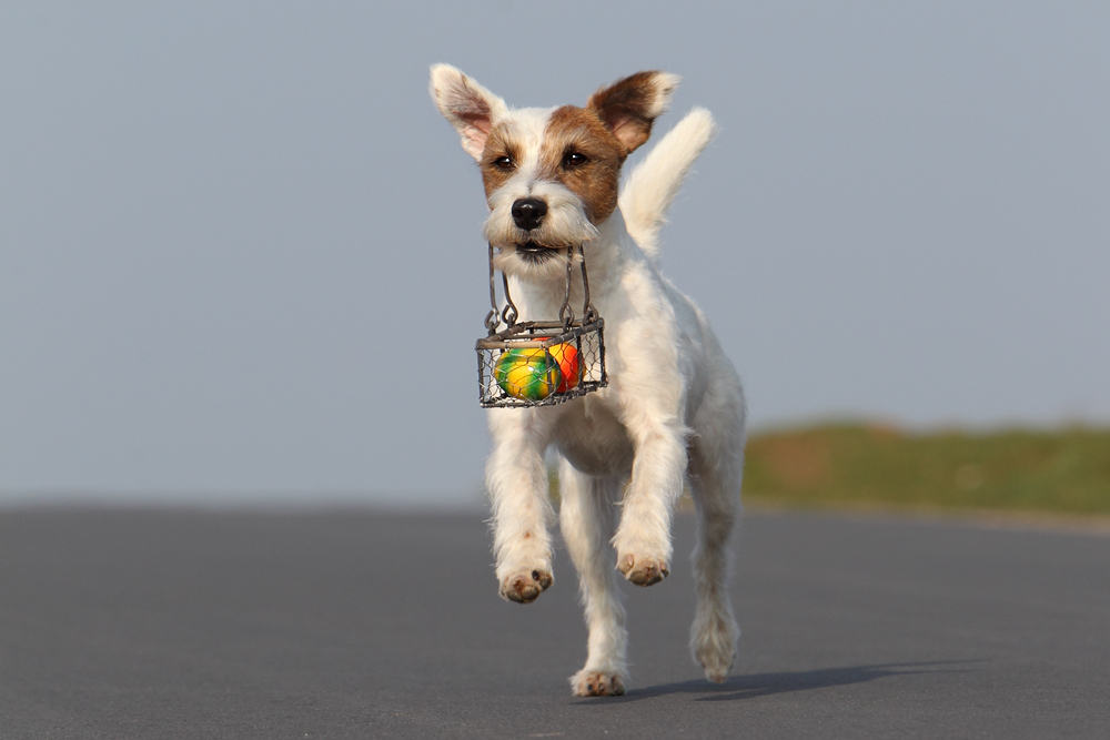 Hund Ostern Terrier Eier blauer Himmel