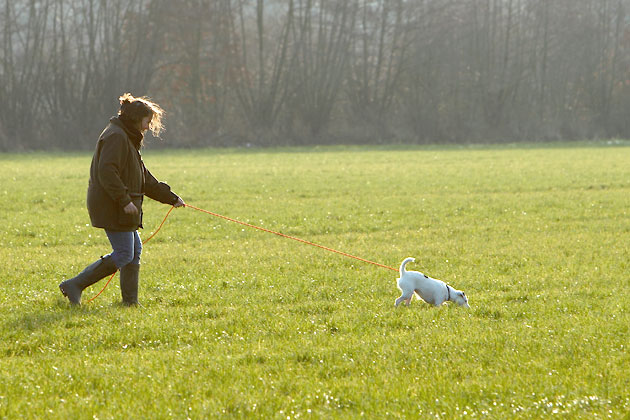 Parson Russell Terrier, Jagdhund, Fährte, Schweiss, vom Räuberschlag, Abby