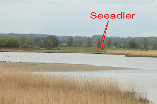 Naturschutzgebiet Hohwacht Sehlendorf Seeadler