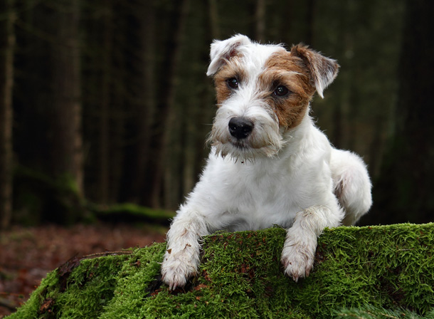 Parson Russell Terrier Chilli Wald Wurzel Moos Herbst Winter Hund