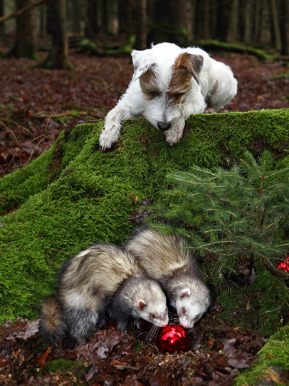 Frettchen Hund Terrier Wald spielen gemeinsam Chilli