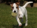 ballspieler