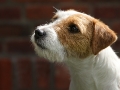 polly1_399