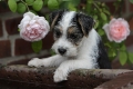 tricolor_rose1_399