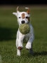 trudi_ball