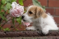 welpe_rose2_399