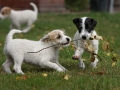 welpen_zwei_birke1_399